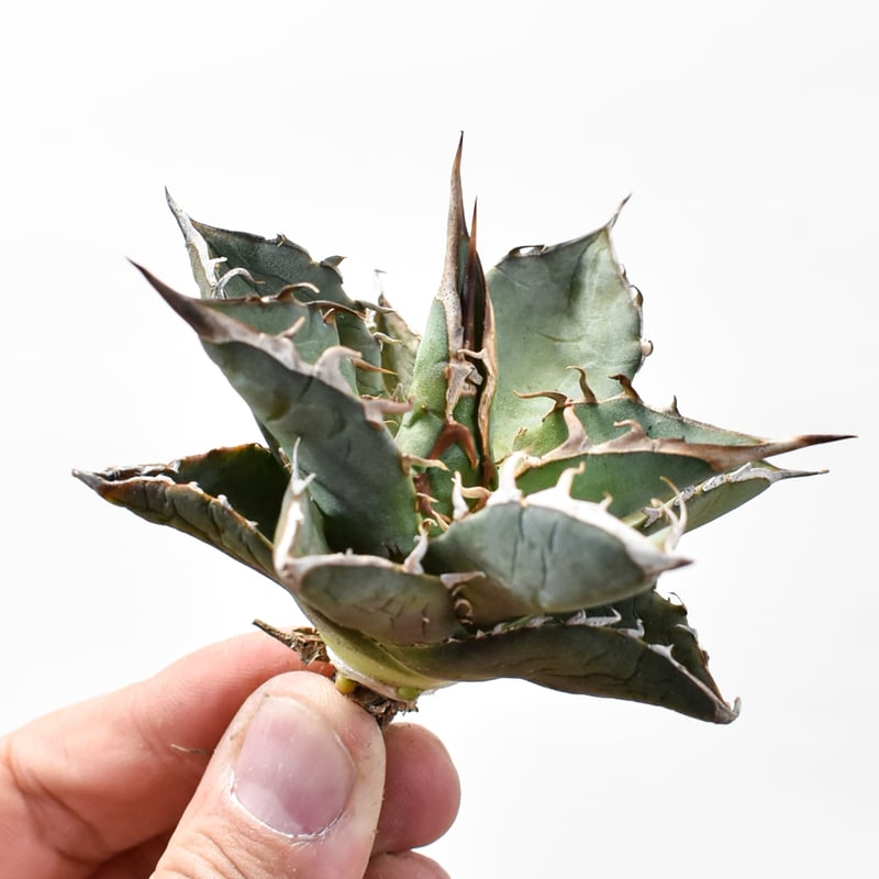 国内実生最高峰】アガベ オテロイ【OSPセレクト株 / 抜き苗 / 実生】7