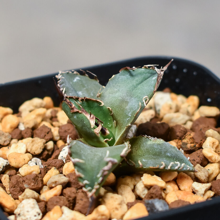 アガベ　チタノタ　シーザー　球形　美株　【C62603】 アガベ チタノタ シーザー 球形 美株 【C62603】