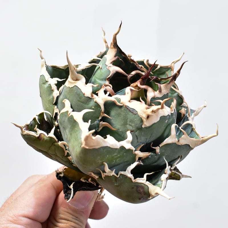 RAFLUM特選株】アガベ チタノタ “精品白鯨” 【台湾 dragon agave RAFLUM特選株】アガベ チタノタ “精品白鯨” 【台湾 dragon agave