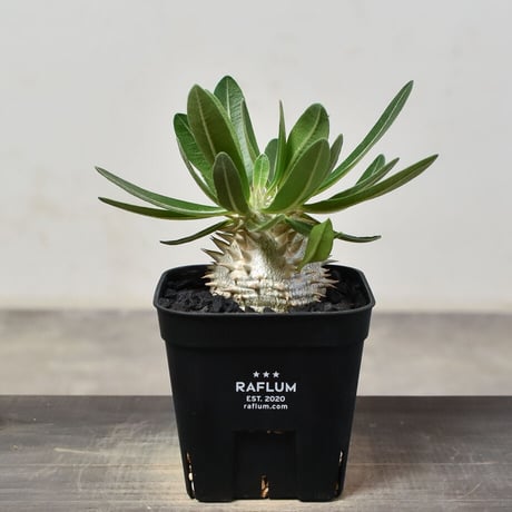 CATEGORY 恵比寿大黒 | RAFLUM / ラフラム｜東京、大阪の塊根植物