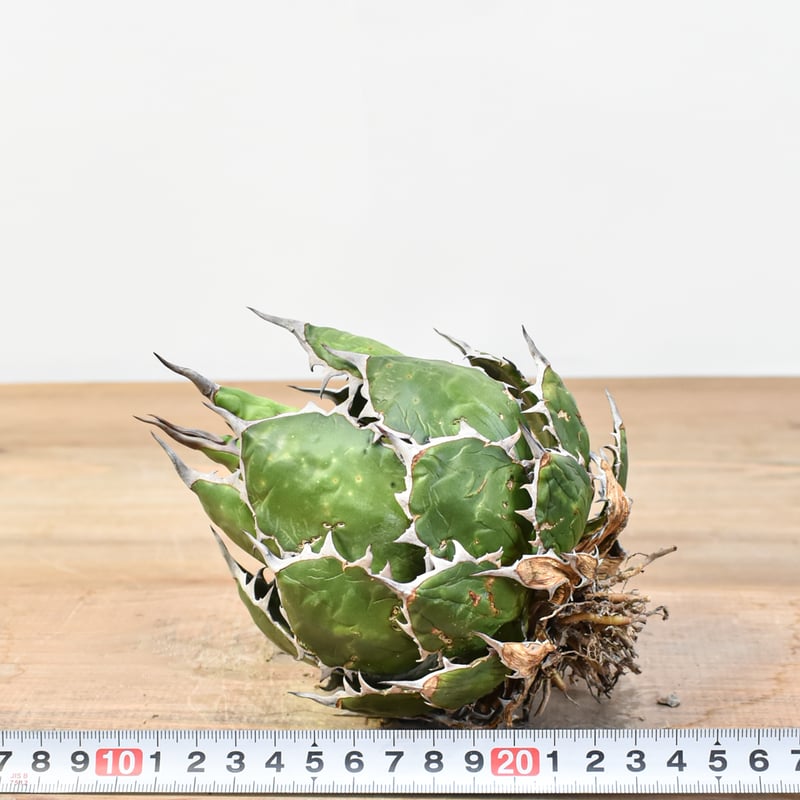 アガベ ホリダ OSP株 アガベ ホリダ OSP株