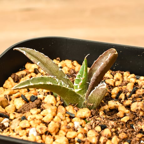 アガベチタノタ麻花龍 | STORES