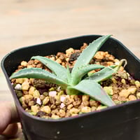 パキポディウム グラキリス 