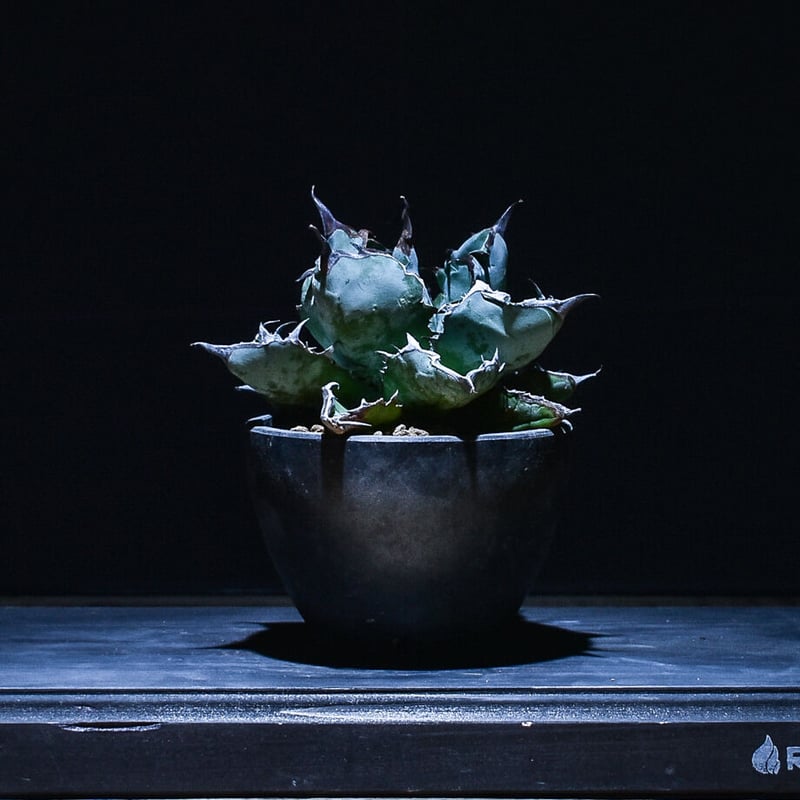 アガベ チタノタ ブラックアンドブルー 