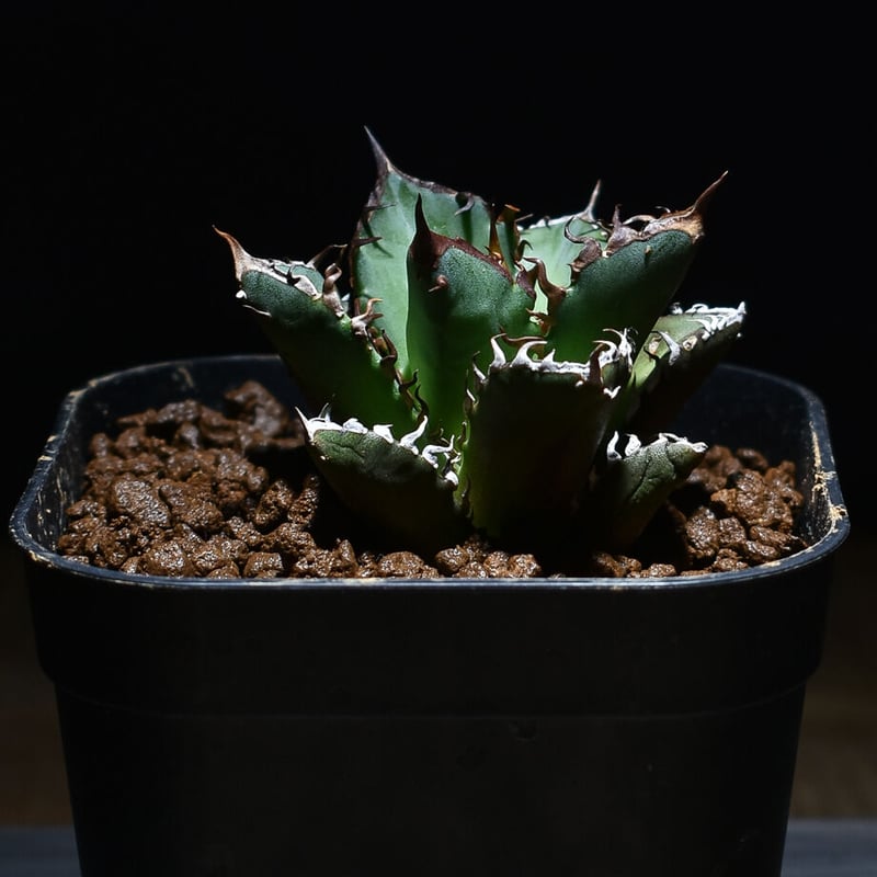 アガベ チタノタ 