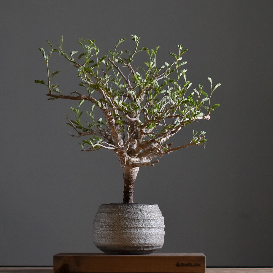 センナ メリディオナリス 中型株【市場価値も高騰中！！盆栽のような