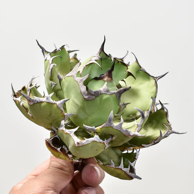 Yan Agave Nursery産　虎鯨　ブラックドラゴン　シャチ　アガベ アガベ チタノタ ブラックドラゴン Black Dragon /虎鯨 鉢ごと