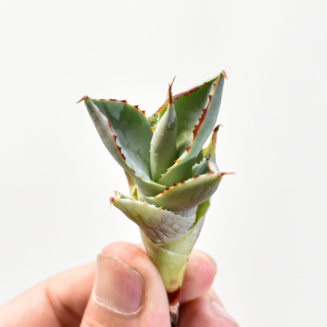 アガベ hybrid バーントバーガンディ×イシスメンシス/瀧雷x甲蟹