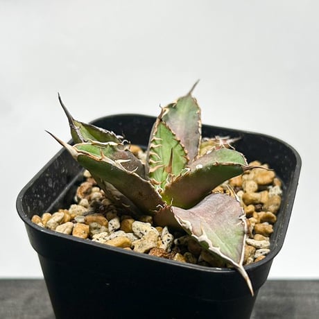 アガベ　チタノタ　ブツブツ　子株 アガベ ブツブツ JAPAN STADS 子株 チタノタ agave 発根済です