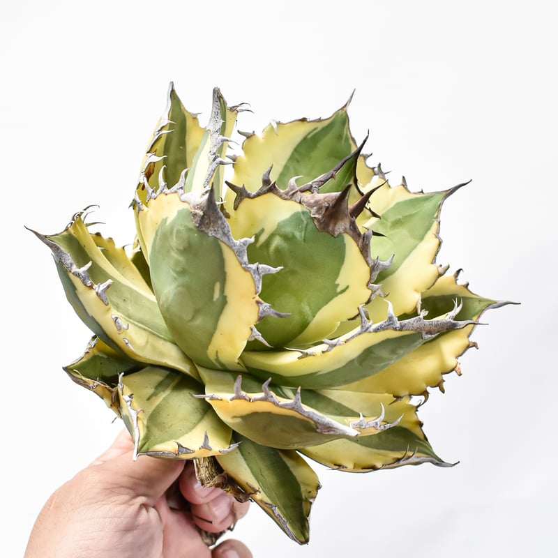 アガベ チタノタ スナグルトゥース 