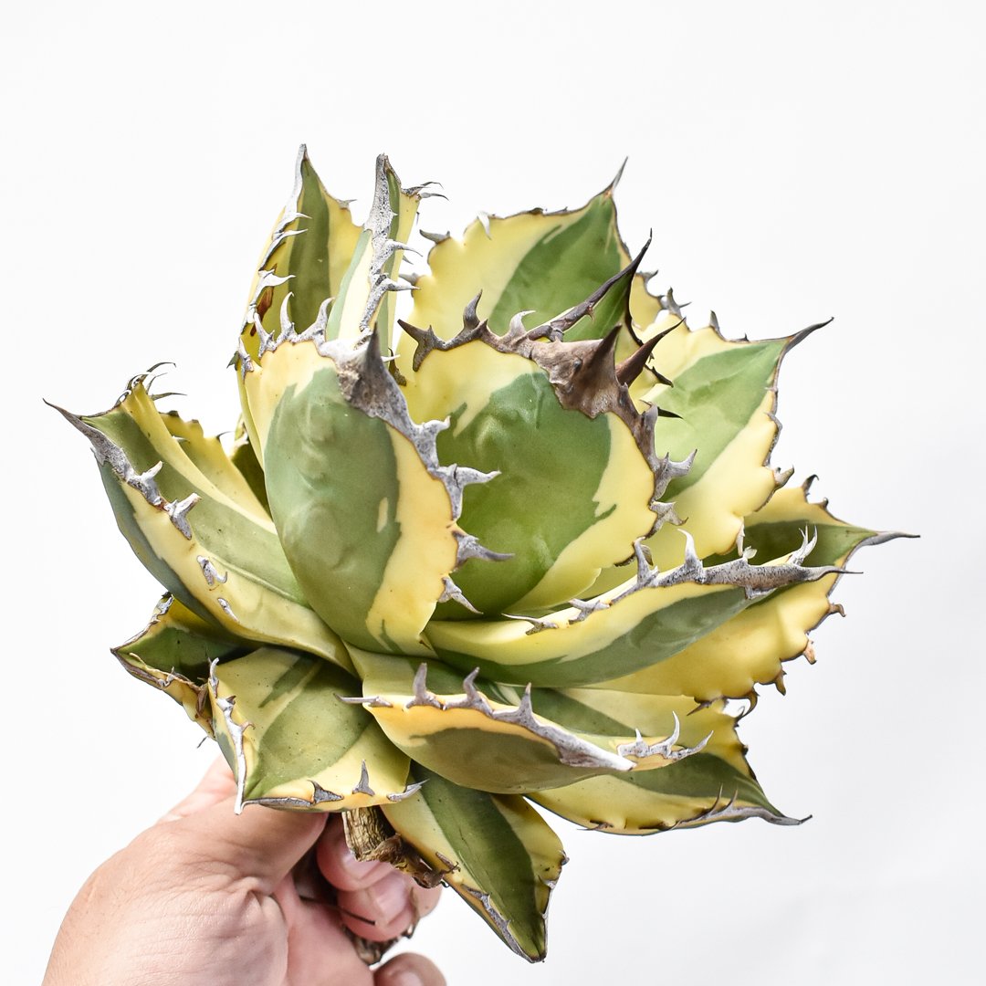 【台湾 直輸入厳選株】アガベ　スナグルトゥース 台湾 直輸入厳選株】アガベ スナグルトゥース 台湾 直輸入厳選株