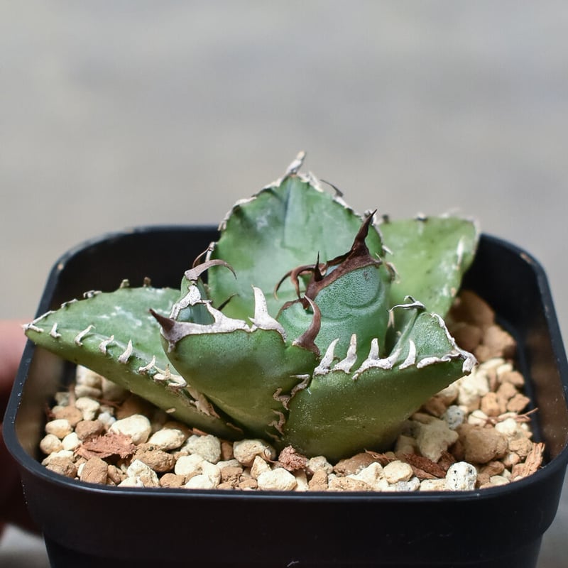 植物名 アガベ チタノタ 白鯨 ダブルヘッド 観葉植物 植物名 アガベ