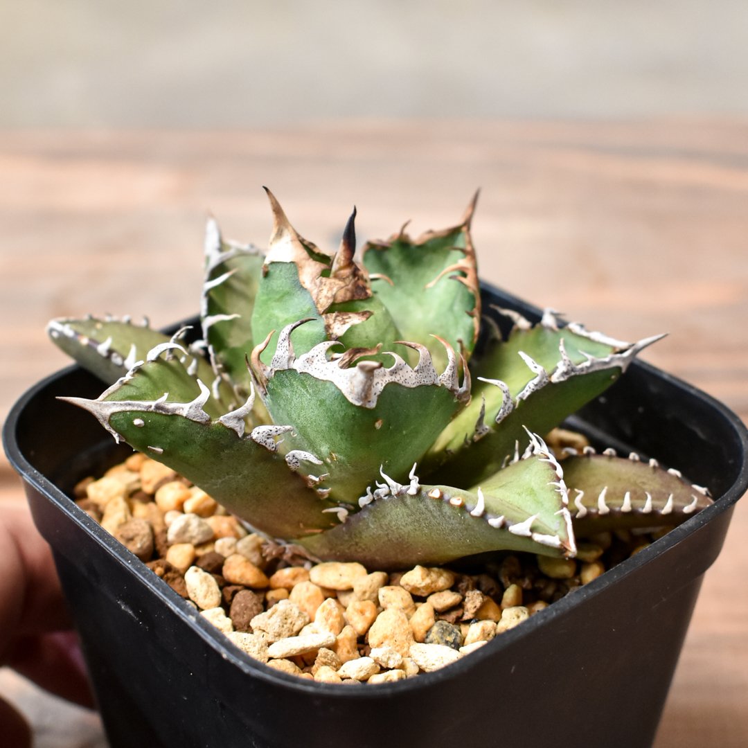 アガベ チタノタ 