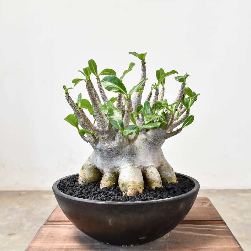 ◎Adenium socotranum アデニウム・ソコトラナム 本物 純血 昨年