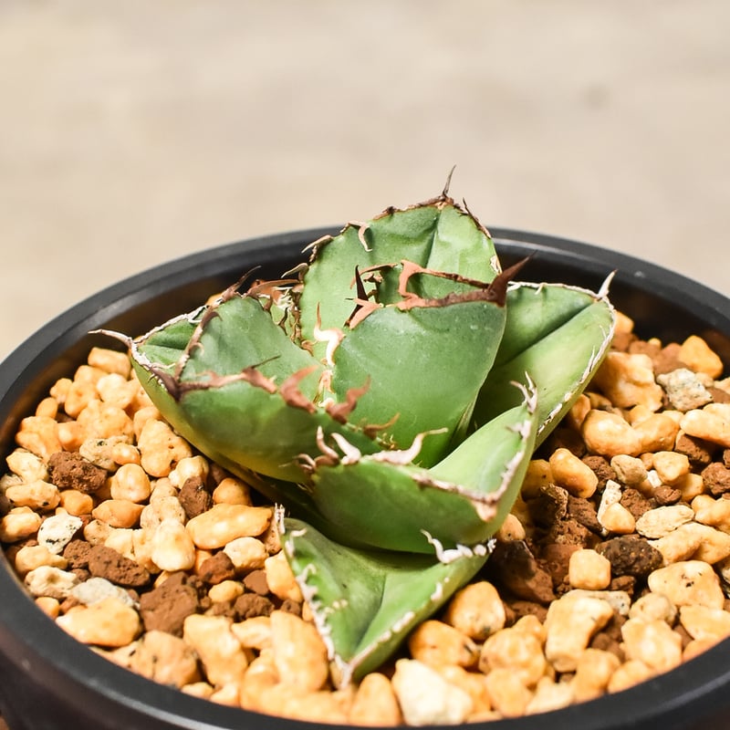 アガベ チタノタ プレステラ150 実生株やアガベの育成にオススメのプラ鉢を