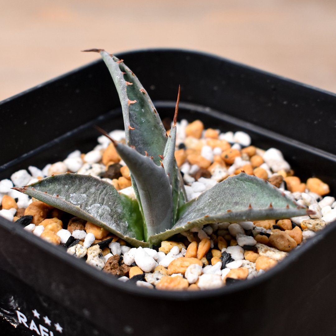 アガベ ハイブリット 