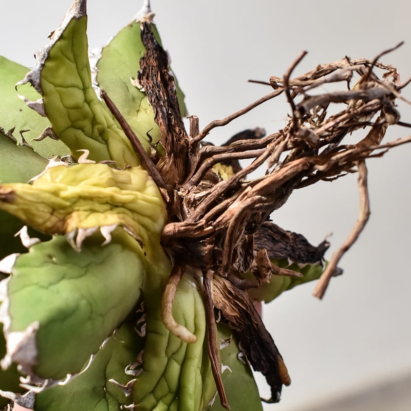 アガベ チタノタ レッドキャットウィーズル / 赤猫 , 紅猫 