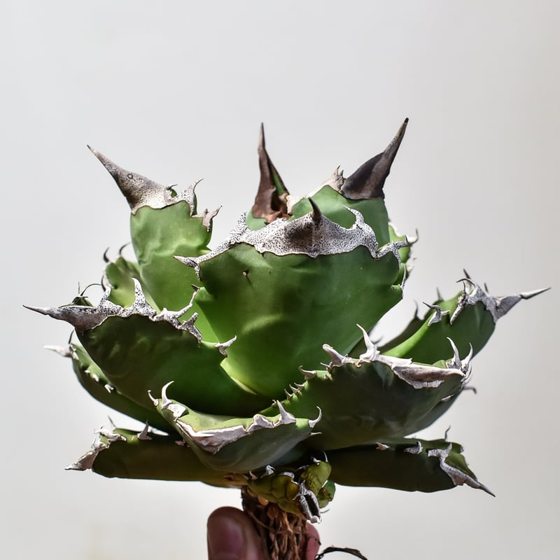 アガベ チタノタ ホワイトファイヤー / 白炎, 白火焔 