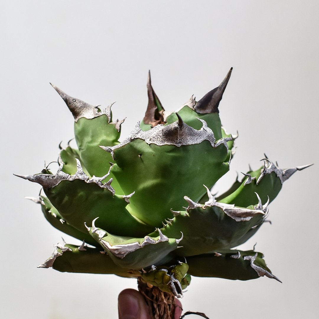 Agave アガベ　チタノタ　 白虎　白焔の選抜株　台湾株 Agave アガベ チタノタ 白虎 白焔の選抜株 台湾株 Agave アガベ