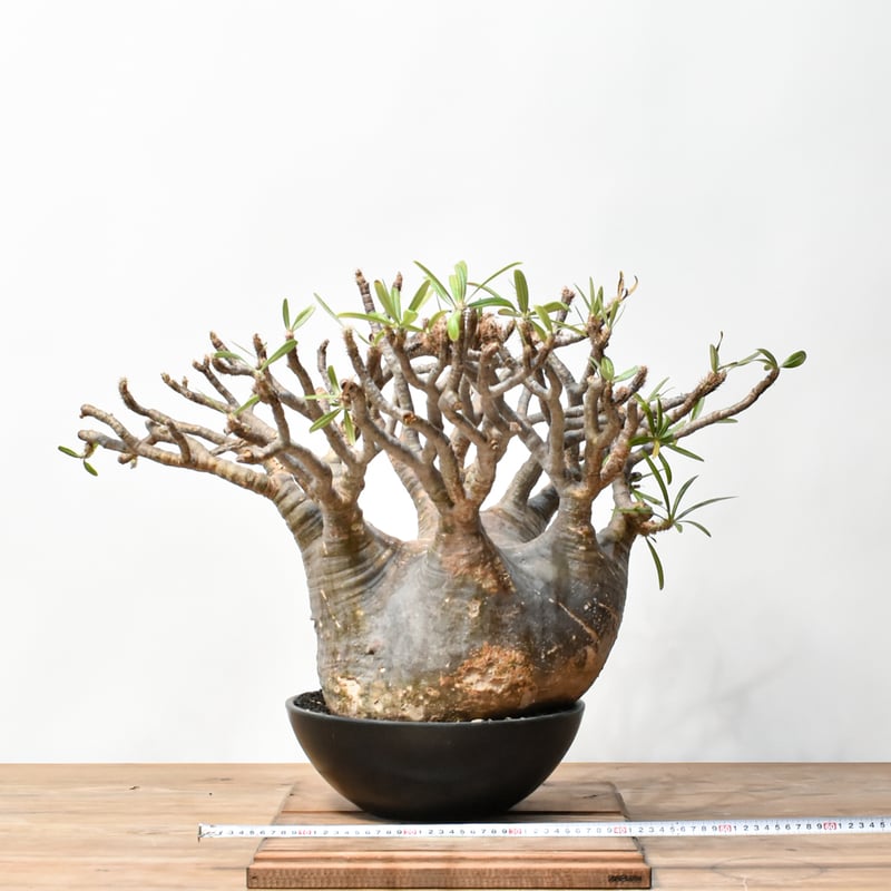 RAFLUMコレクション】パキポディウム グラキリス 