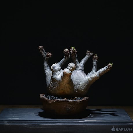 ※直接引き取り限定 超特大 パキポディウム マカイエンセ 当方管理8年程 直接引き取り限定 超特大 パキポディウム マカイエンセ 当方管理