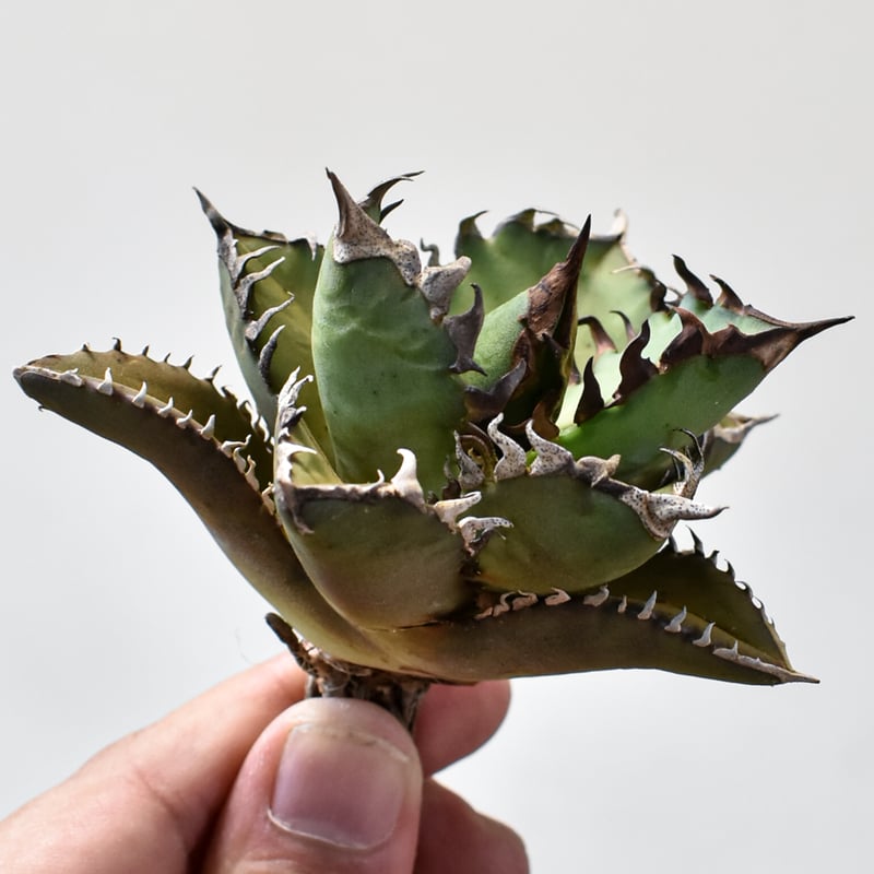 レッドチップ錦  抜き苗  微斑【特定記録付】 アガベ チタノタ 