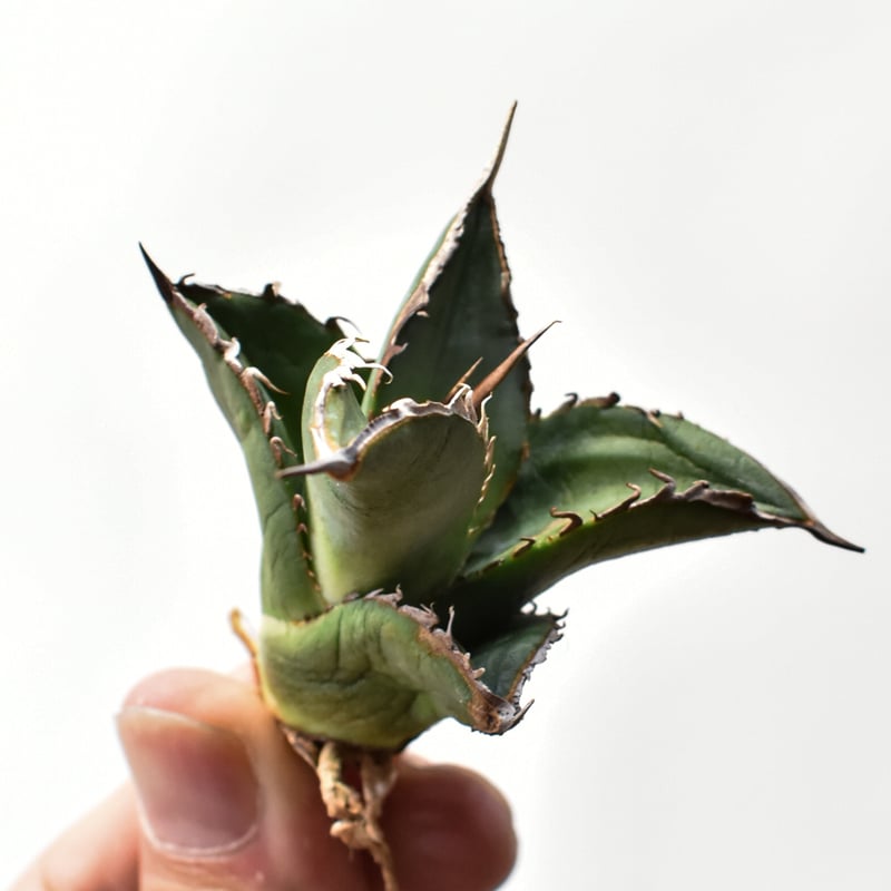 アガベ オテロイ 