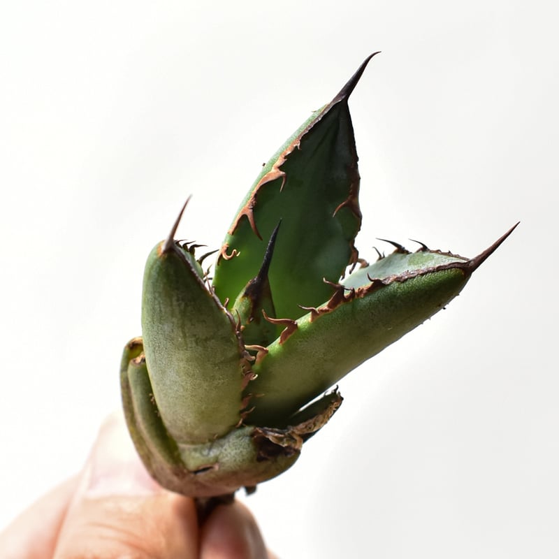 アガベ オテロイ 