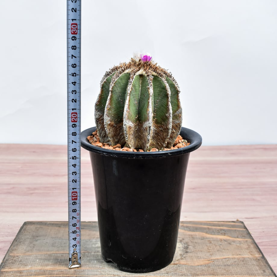 69d96e1eb90fcc5fb90eba47