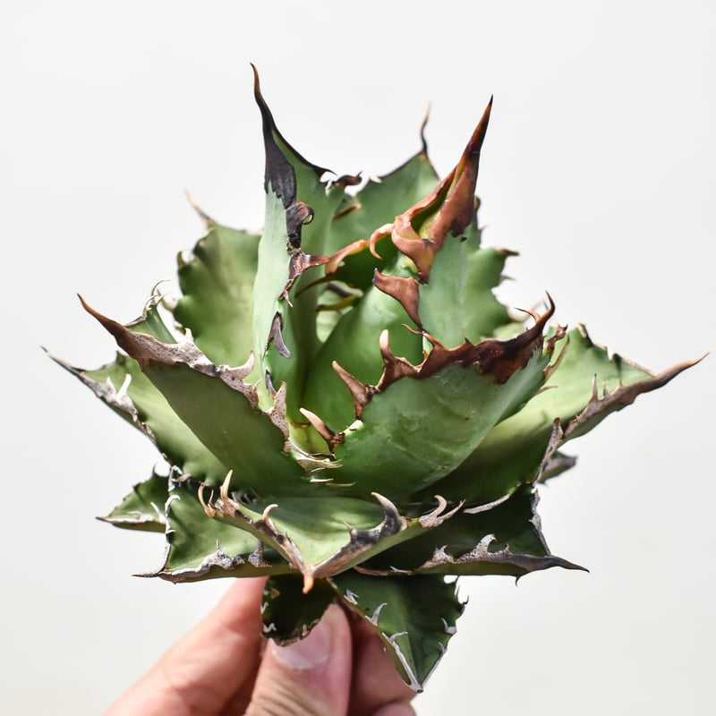 【親株】アガベチタノタ　猟豹　チーター　ドラゴンアガベ産 アガベ チタノタ チーター 