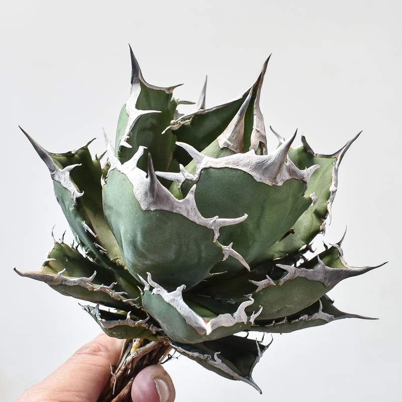 【極上血統】agave titanota 黒犀牛 アガベ・チタノタ 黒犀牛（芽）-040｜agave titanota black rhino