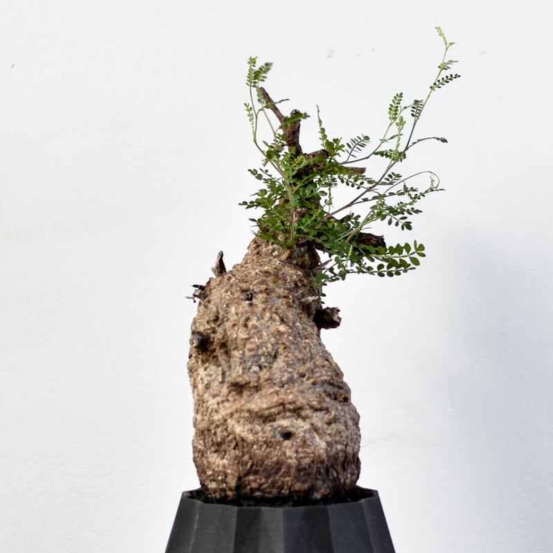 オペルクリカリア パキプス【代表コレクション株からの1株！超厳選の良  