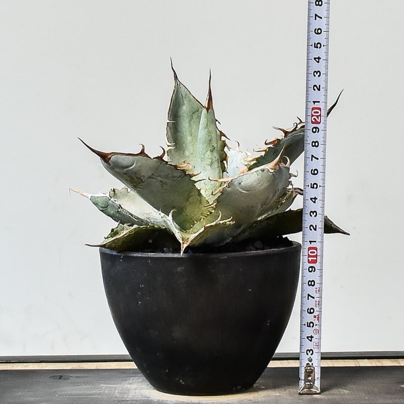 アガベ チタノタ ホワイトアイス （発根済み）RF231454 | RAFLUM