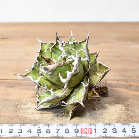 アガベ チタノタ 精品シーザー / 精品凱撒  【台湾 dragon agave産/中株/抜き苗】RF25011711