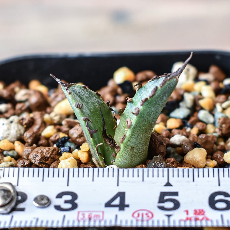 アガベ チタノタ 