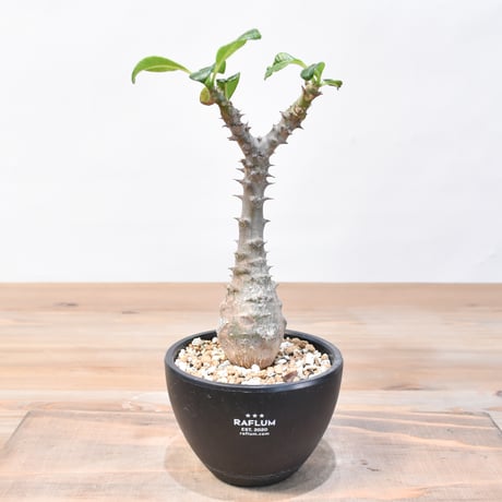 CATEGORY ウインゾリー | RAFLUM / ラフラム｜東京、大阪の塊根