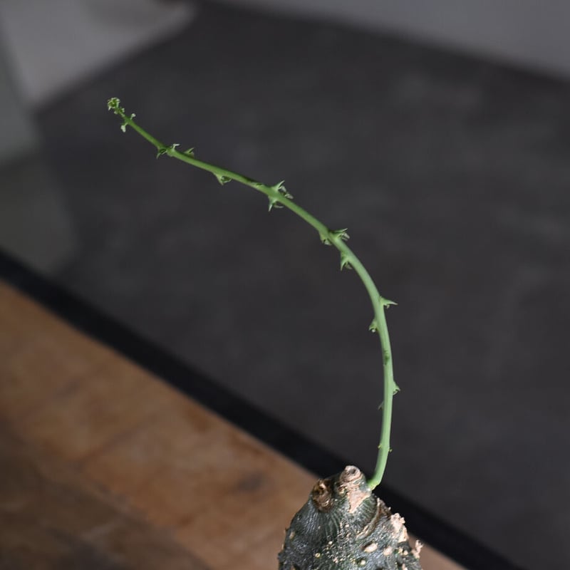 アデニア グロボーサ【塊根部が大きくゴツゴツした人気の優良株