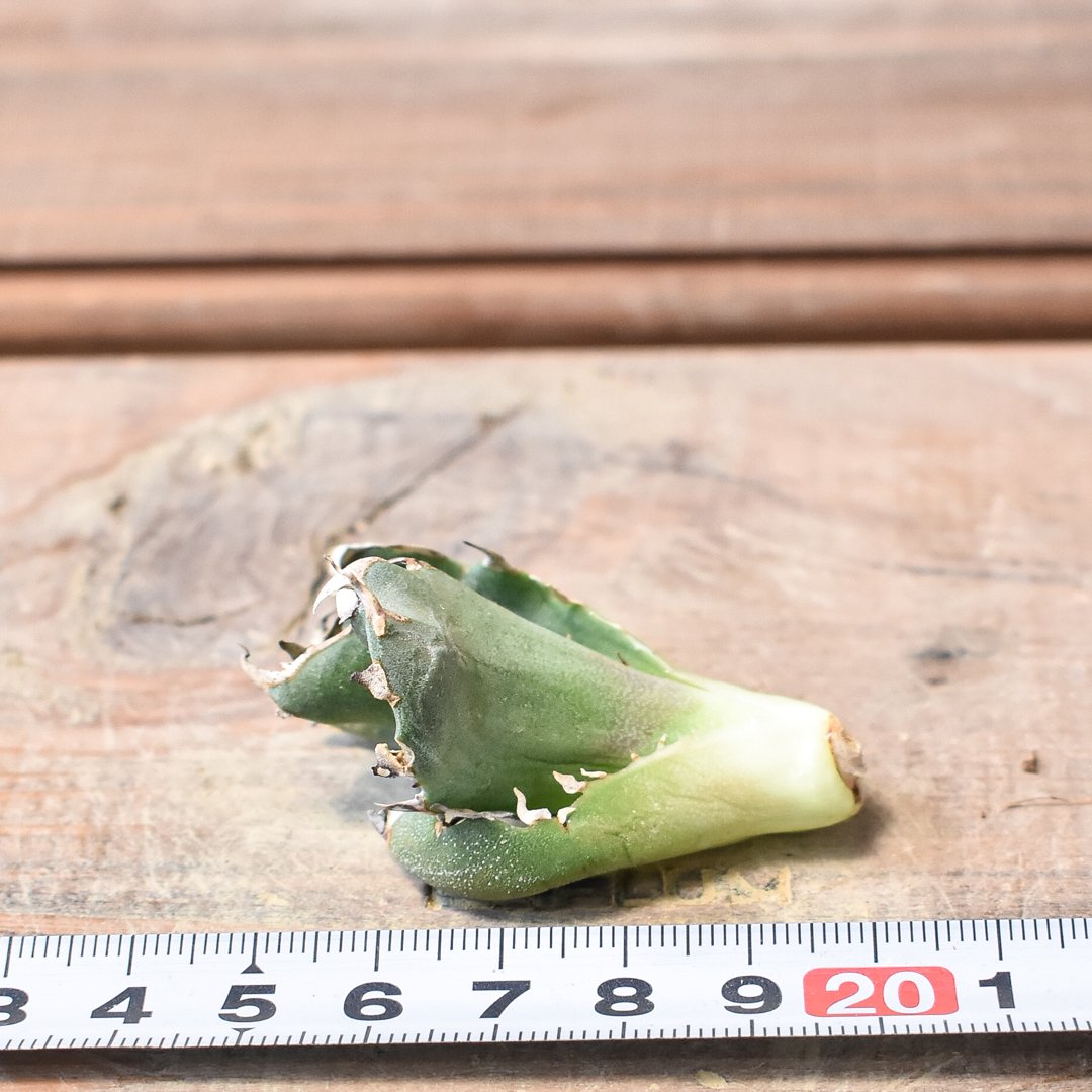 アガベ　鬼爪中株　アガベ　ピカチュウ アガベ鬼爪中株アガベピカチュウ5/26一枚葉焼けあり