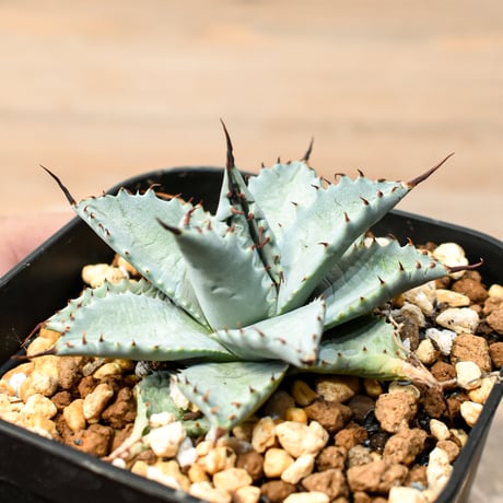 アガベ ハイブリット 日系イシスメンシス×象牙妖炎（陽炎エボリ）【台湾botanical_seeker産】RF25011389