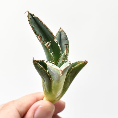 アガベ チタノタ "麻花" 【台湾huplants2010産/子株販売】RF25011618