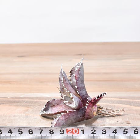 【レア品種】アガベ チタノタ WANDA / 汪達【台湾 dragon agave産/抜き苗/子株】A