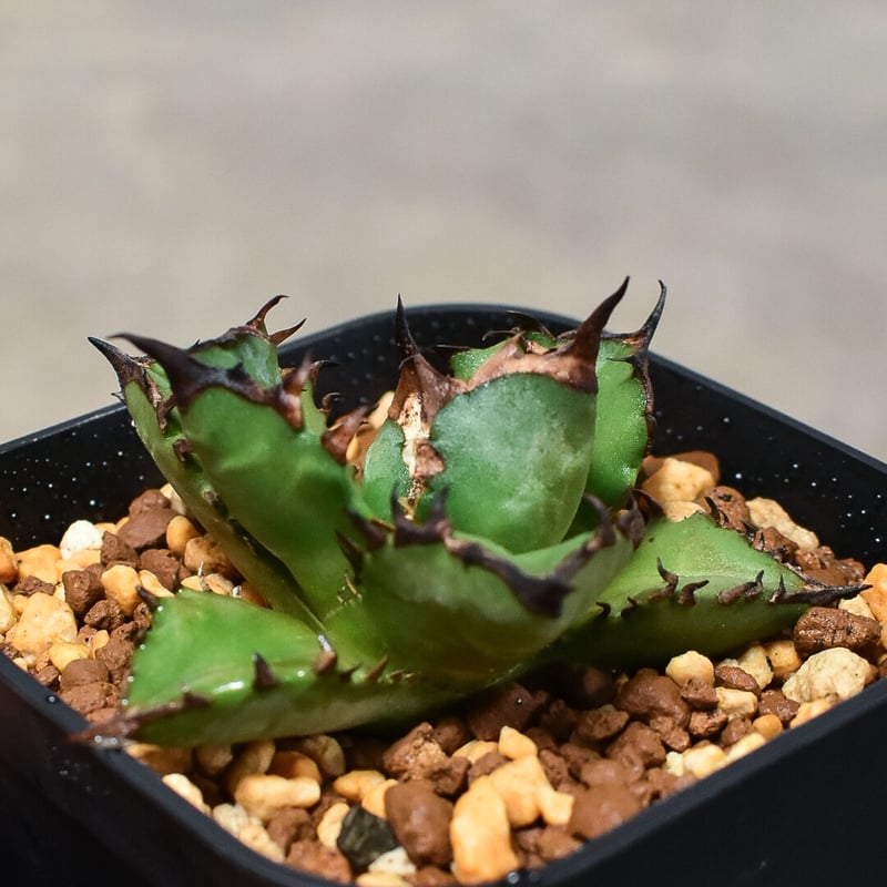 アガベ チタノタ ドワーフ 