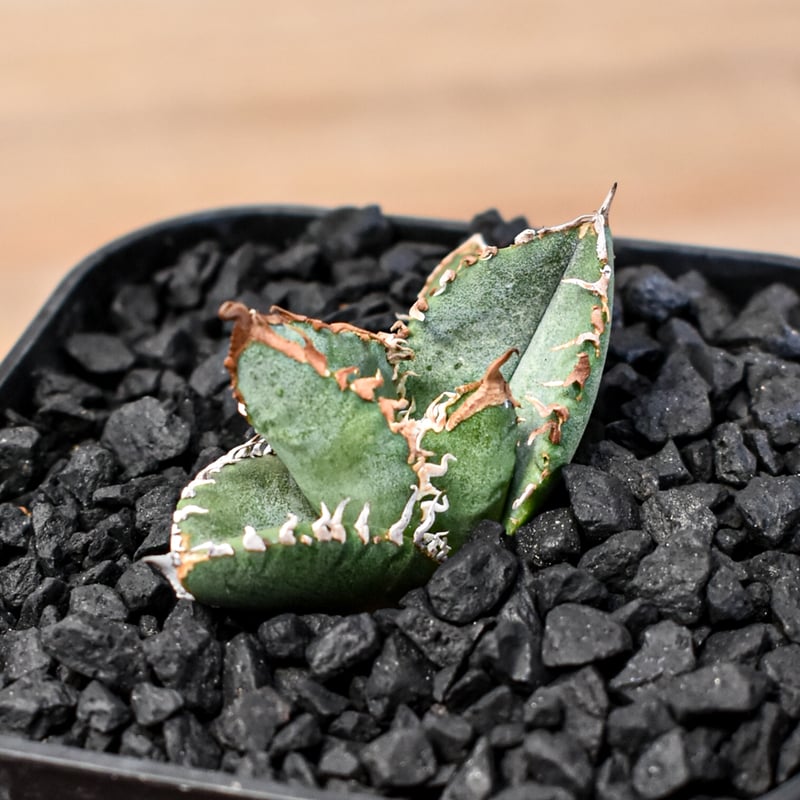 アガベ 星空　子株 アガベ 星空 アガベぶつぶつ 子株 ever plants】Agave titanota 星空OC