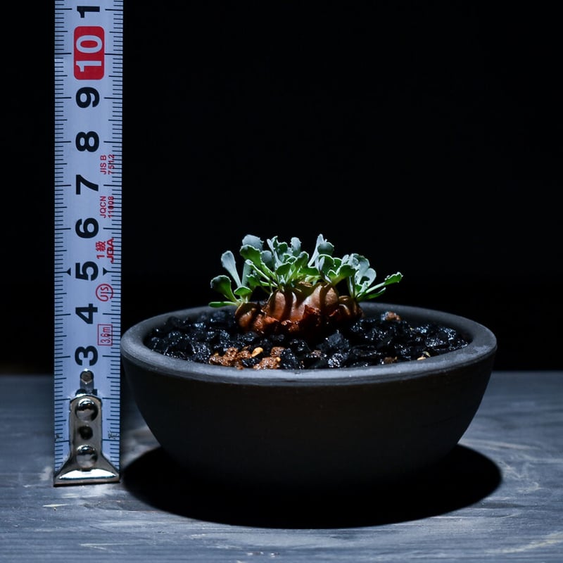 オトンナ カカリオイデス（実生）RF22968 | RAFLUM / ラフラム｜東京