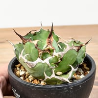 アガベ チタノタ "アングリーハート" 【発根済み/中株】NI25010205