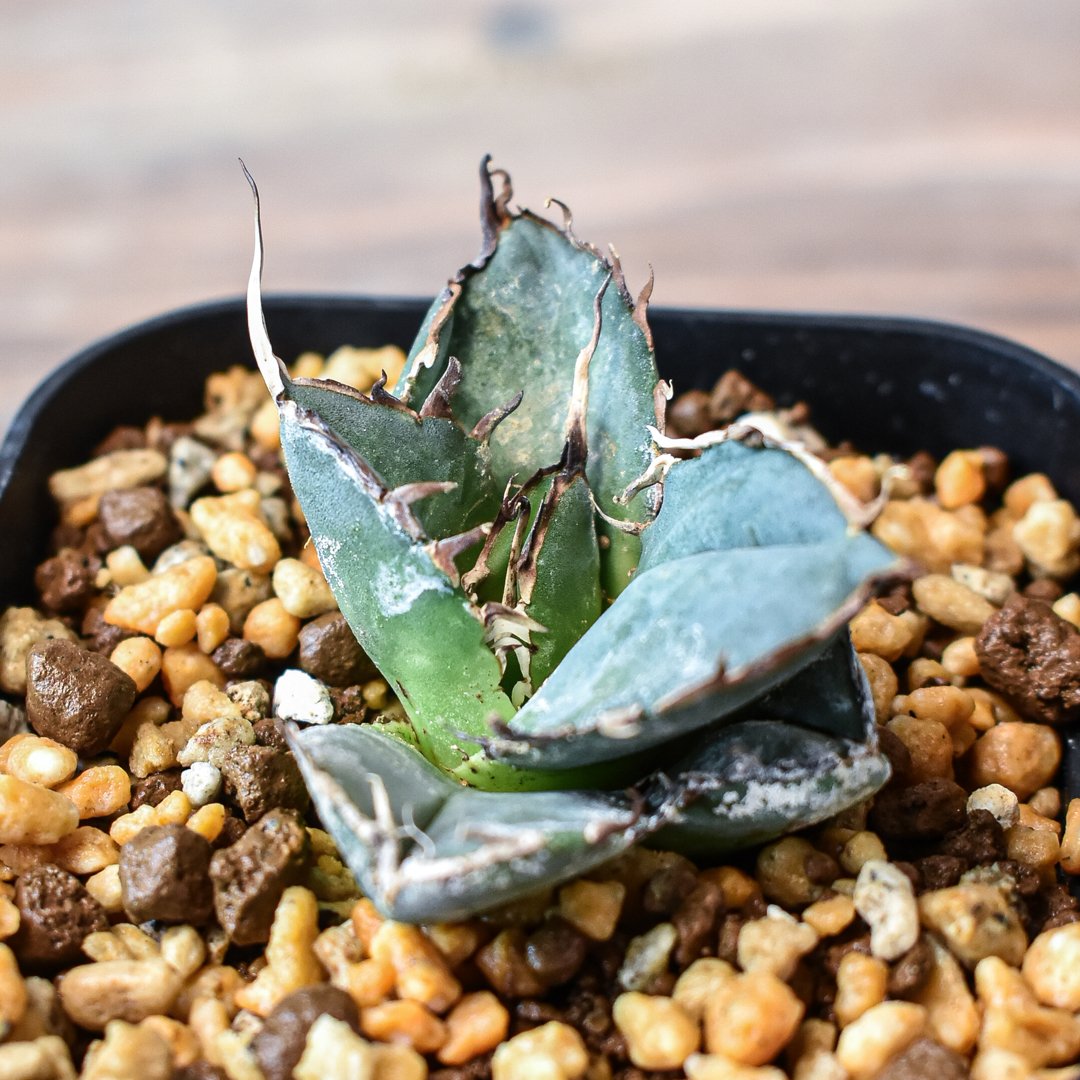 多肉植物 アガベ　チタノタ 金剛 胴切大子株 10株同梱 R-136 多肉植物 アガベ チタノタ 金剛 子株 発根済 【公式通販】