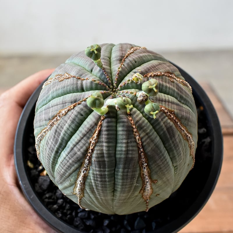 ユーフォルビア オベサ 【発根済み】HK2401942(T) | RAFLUM