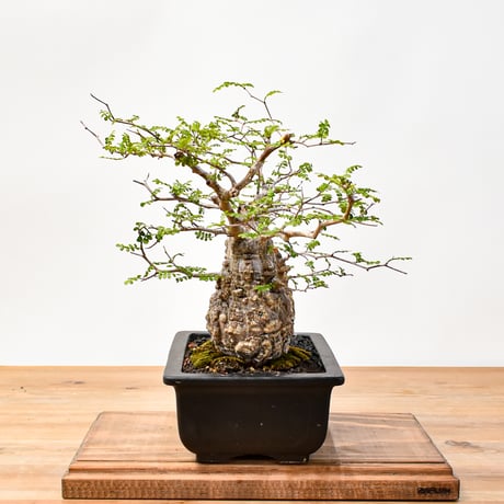 【“WACK” ON YOUR SIDE】オペルクリカリア パキプス WACK-A001