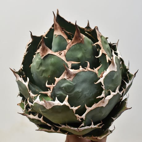 アガベ チタノタ オテロイ "イタリア産選抜個体"（ノーネーム） 【イタリア産/抜き苗販売】D