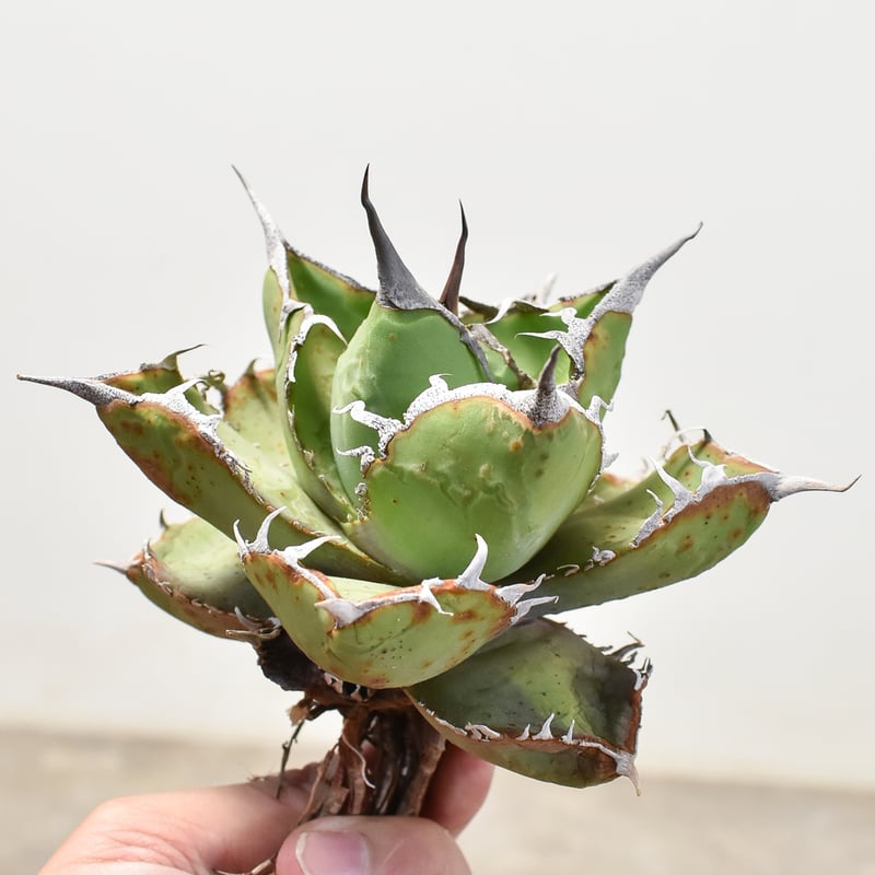 アガベ 　雪豹　子株 アガベ チタノタ 